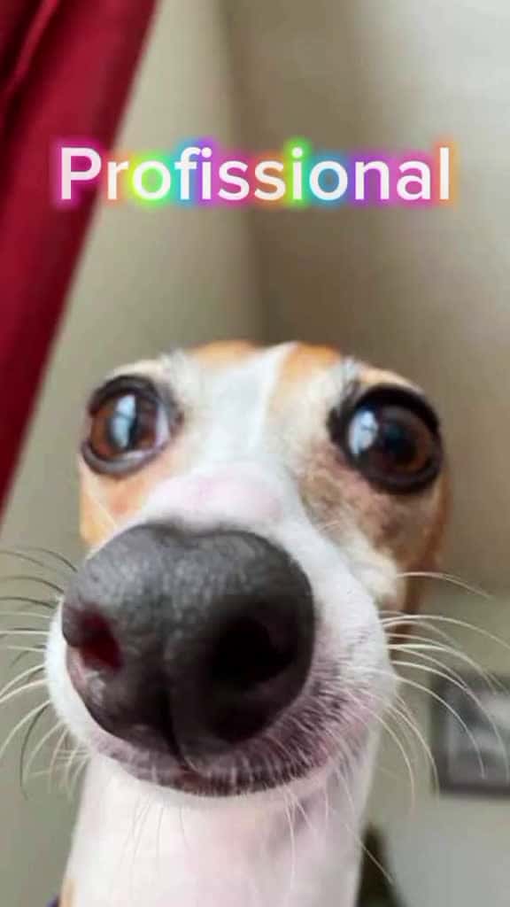 Cover for tente no rir  memesbr tentenorir memecut pets petcomedy funnyanimals animaisengra 61574 #trend