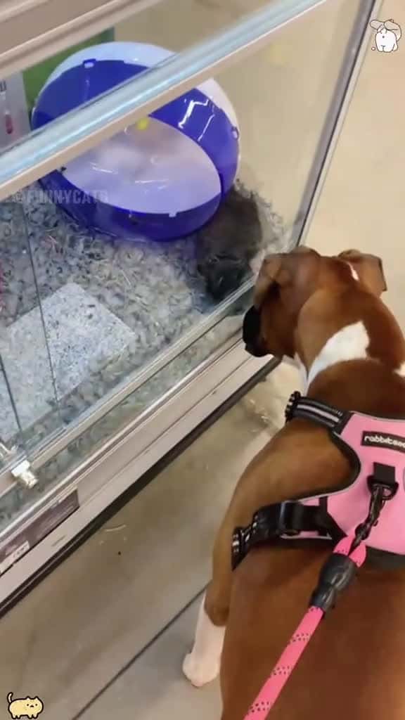 Cover for Best Boxer Dog foryou fyp viral funnyvideo funny foryoupage tiktok funnypets dog cat 07086 #trend