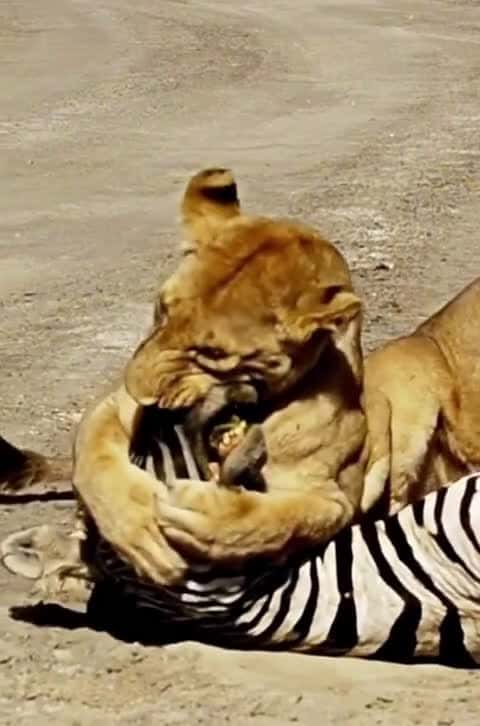 Cover for wild wildanimals animalworld wildlife xuhuongtiktok xuhuong trending fyp viral li 16737 #trendingscoopz