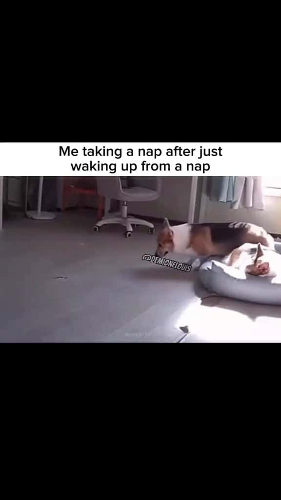 Cover for His cardio for the day #capcut #fyp #foryoupage #meme #viral #adultingbelike #naptime #dog