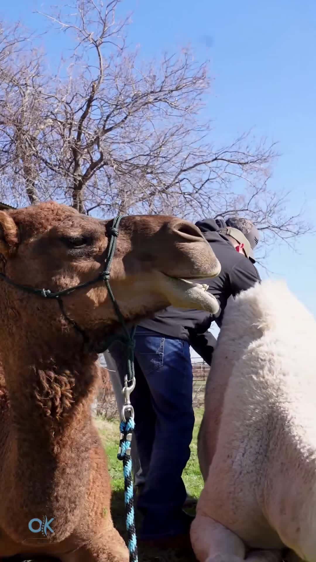 Cover for Absolutely LOVE working on camels… and this sound is too perfect 😂 HA...
