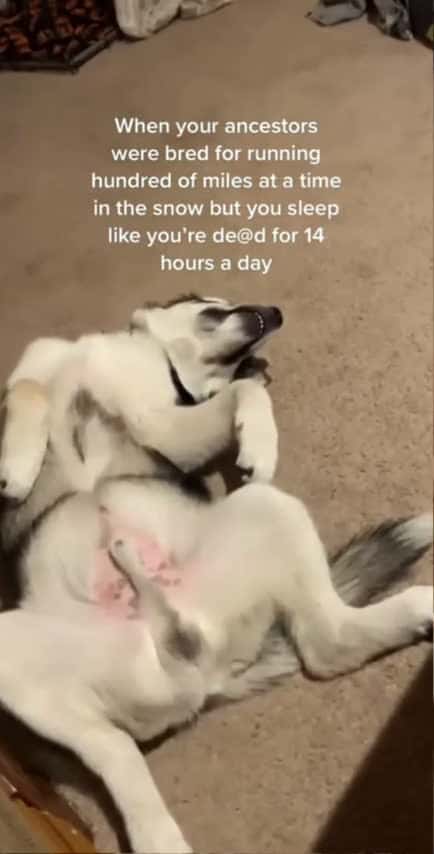Cover for Ah the life of a husky... #husky #huskies #funnydogs_259 (2)