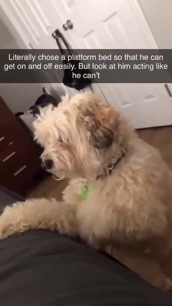 Cover for “And you see, I just can’t quite get up there” (ig: therealday_z) created by Betch with Betch’s original sound - Betch