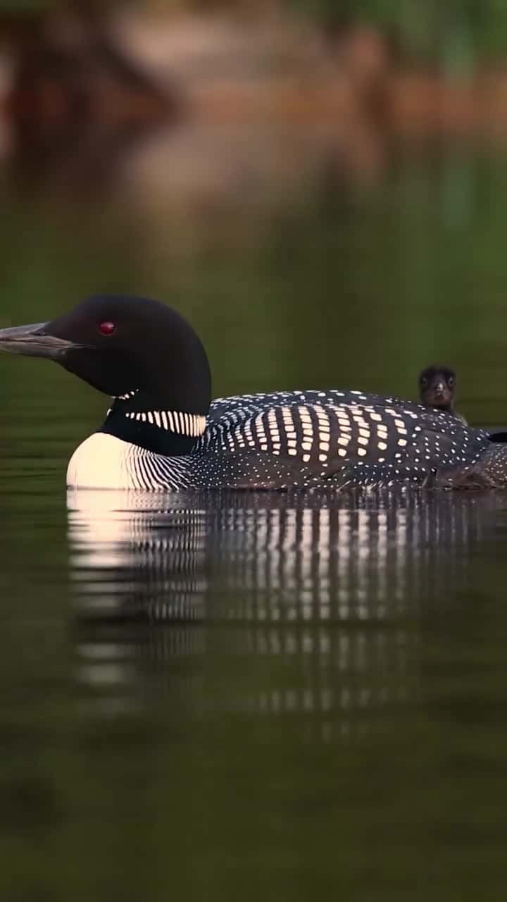 Cover for Common loons in Maine_2