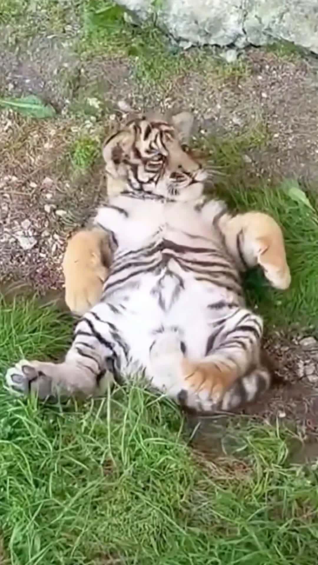 Cover for Little guy shouldn’t you lose weight #tiger #animals