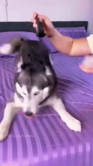 Cover for #animals #funnyvideos #funny #pet #dog #cat #laugh #cute #dogsoftiktok #catsoftiktok #fyp #foryou 15