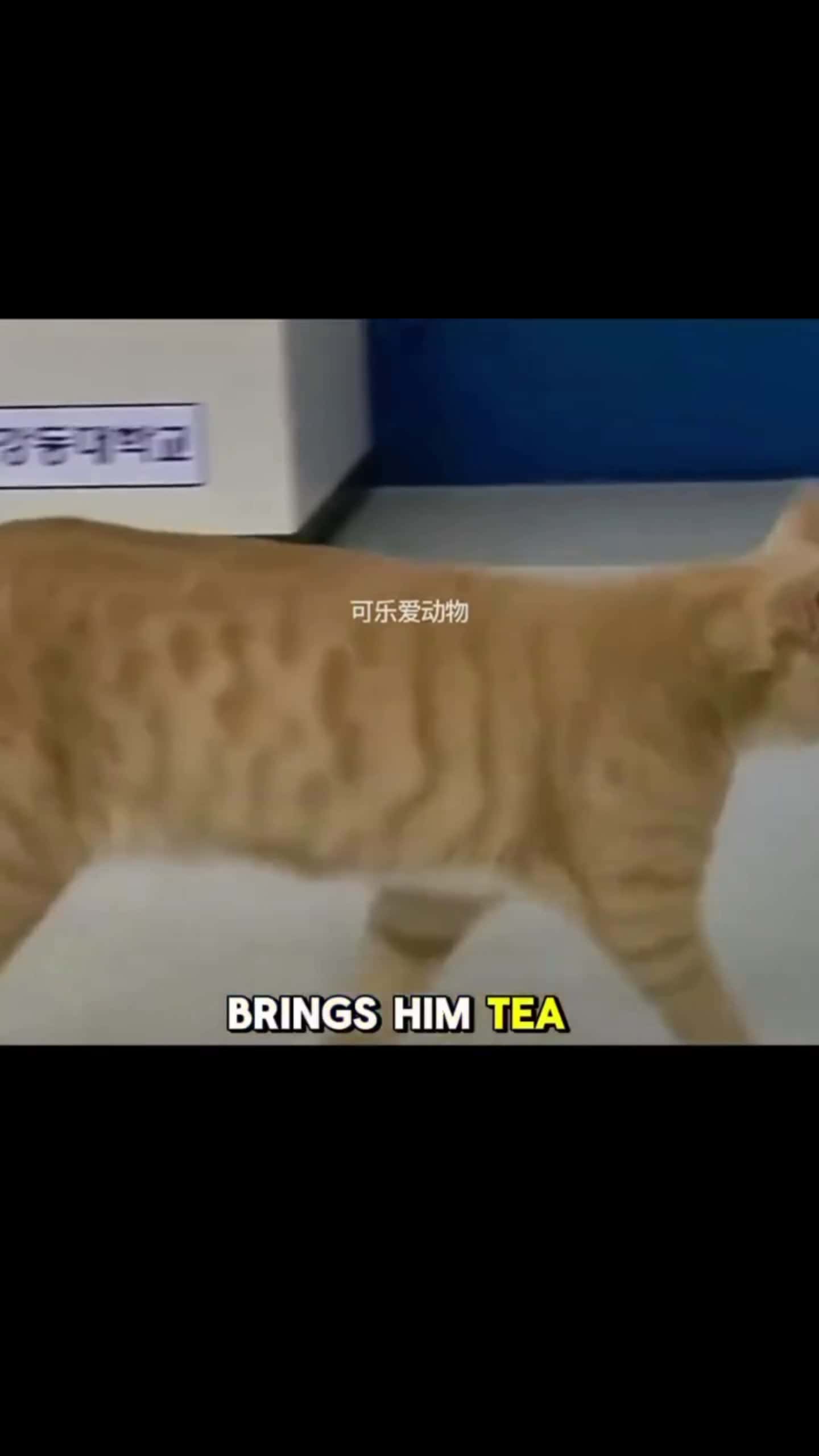 Cover for Pt.2 Senior Cat in class with humans.. #viral #fyp #trending #follow #views #caughtoncamera