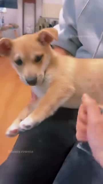 Cover for #animals #funnyvideos #funny #pet #dog #cat #laugh #cute #dogs #cats #fyp #foryou 7
