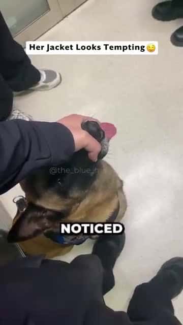 Cover for K9 Wasn't Being a Very Good Boy 🤣 (@than