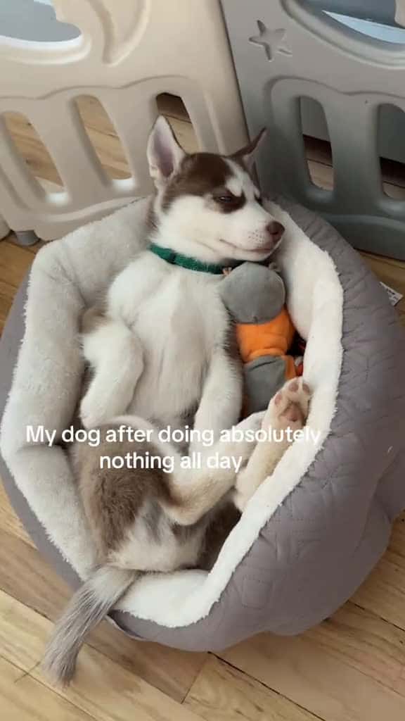 Cover for Why do puppies sleep so cute? created by freezinghusky with Joe Gunn’s original sound