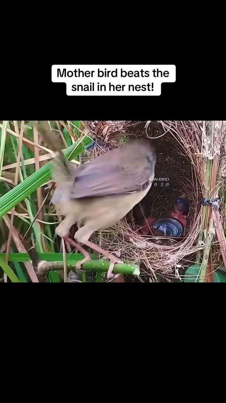 Cover for #CaughtOnCamera Mother bird beats the snail in her nest! #bird #babybird