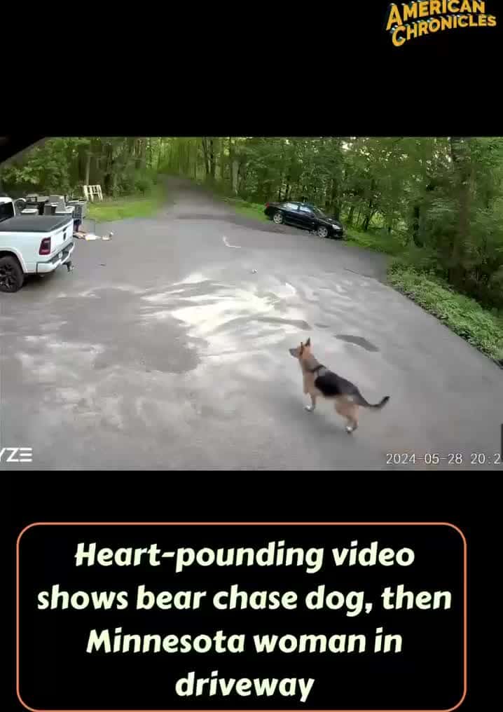 Cover for A Minnesota woman dog being chased by a bear.