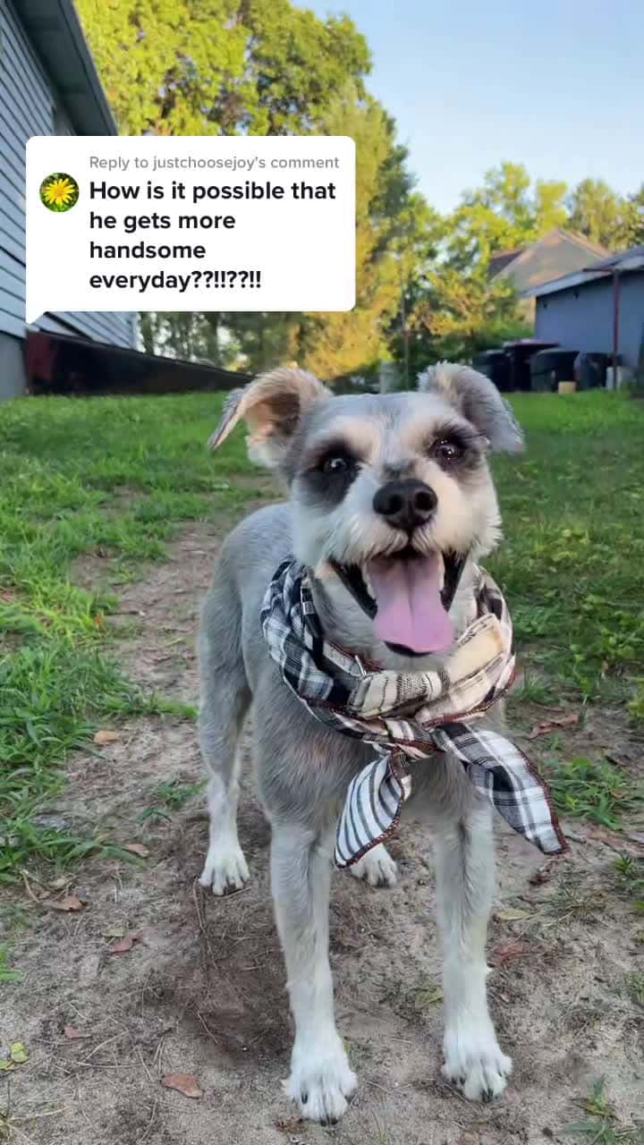 Cover for Replying to @justchoosejoy  #dog #dogs #minischnauzer