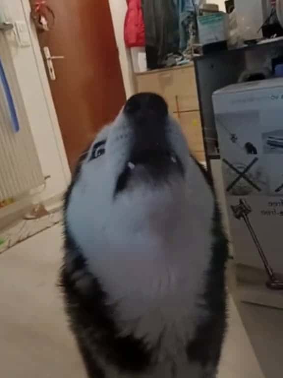 Cover for Funny husky dog husky dogsoftiktok fyp funnydog usa tiktok 91006 #american