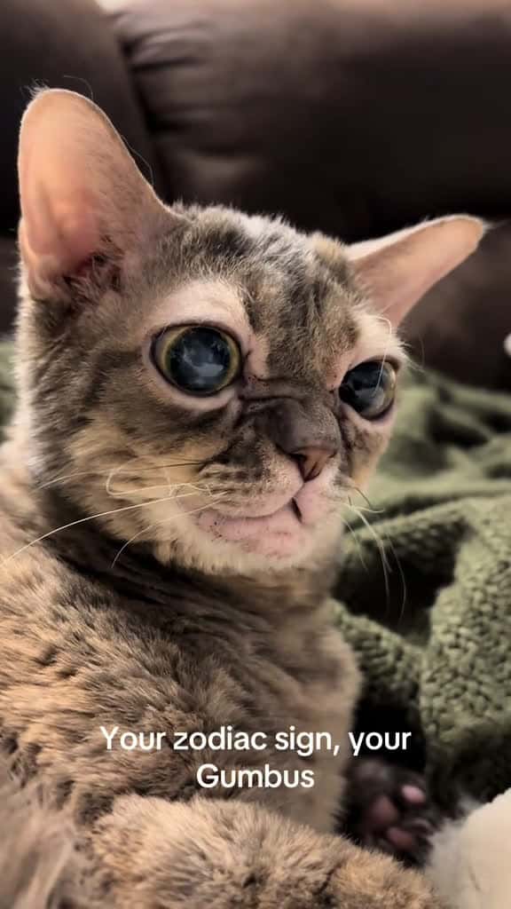 Cover for Very cool! #fyp #foryoupage #Gumbus #rescuekitten #catsoftiktok #kittensoftiktok #rescuecat  created by Gumbus with The Cranberries’s Linger