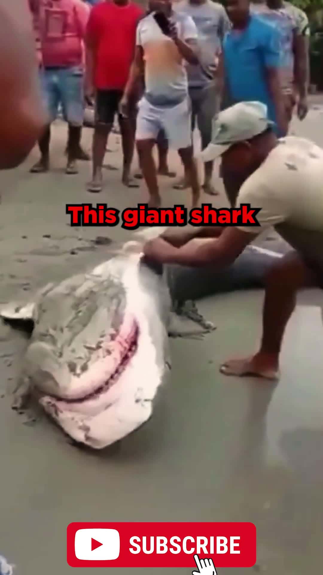 Cover for These People Save This Super Dangerous Shark