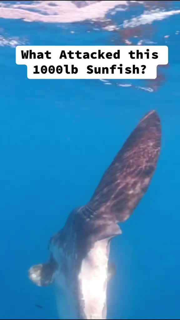 Cover for We found this estimated 1000+lb sunfish off the coast of Tasmania with a massive bite mark. What do you think attacked this fish? #fishing #underwater #ocean #australia 