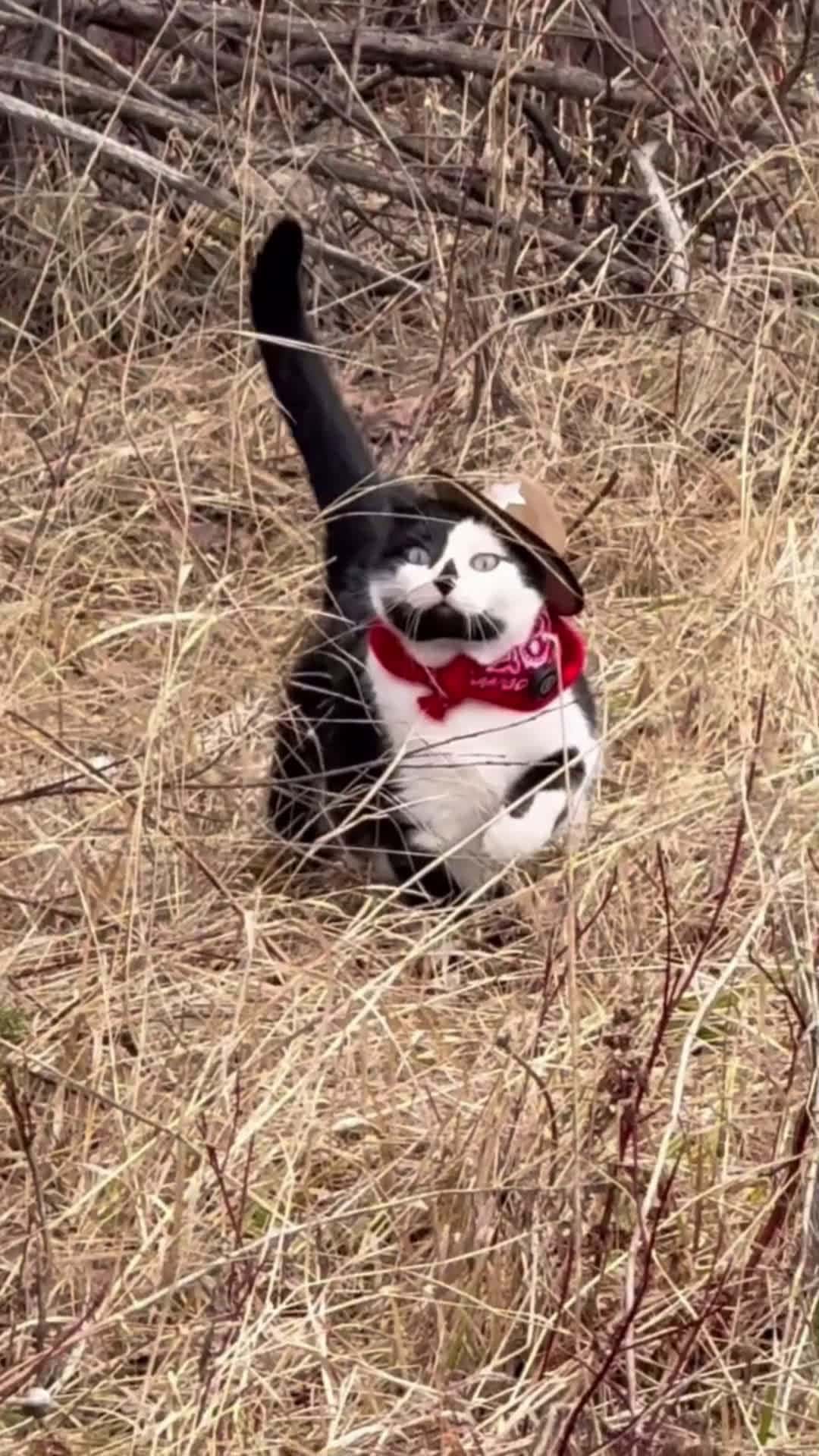 Cover for cat funny cat 🐈😺#cat #funny ##cutecatvideo 
