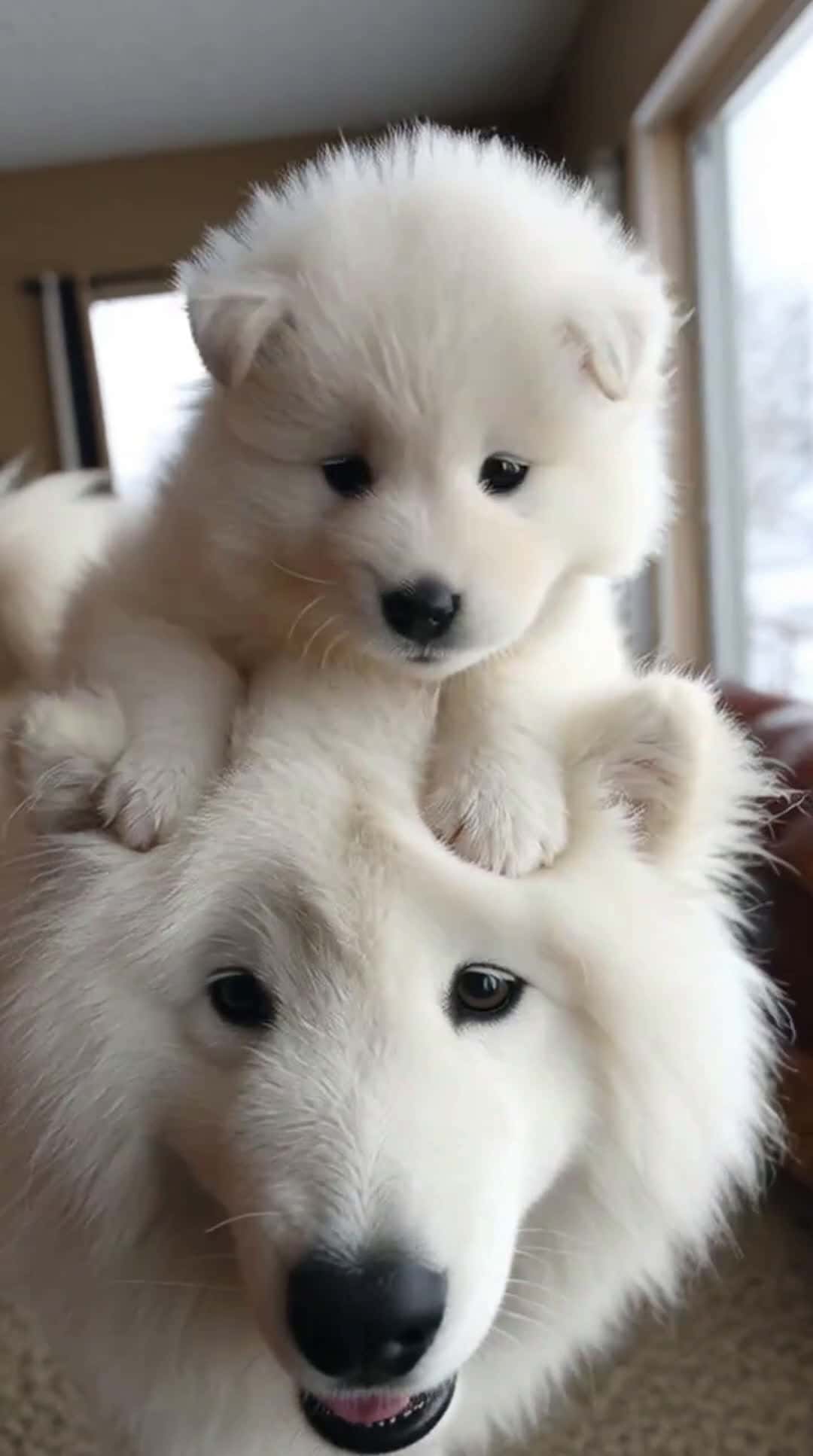 Cover for gpr the love of samoyed #petlover