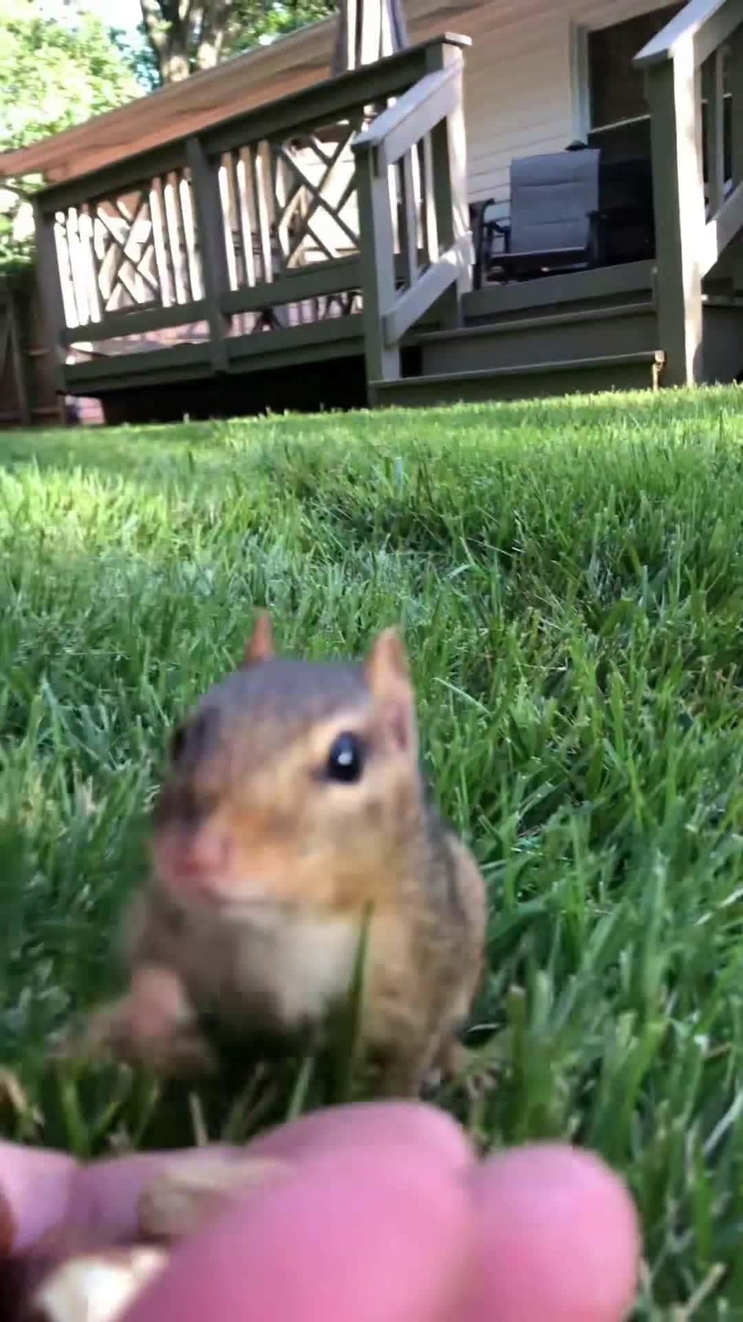 Cover for Its the great Dinky coming to fill the cheeks #foryou #animals #cuteanimals #chipmunks #dinky