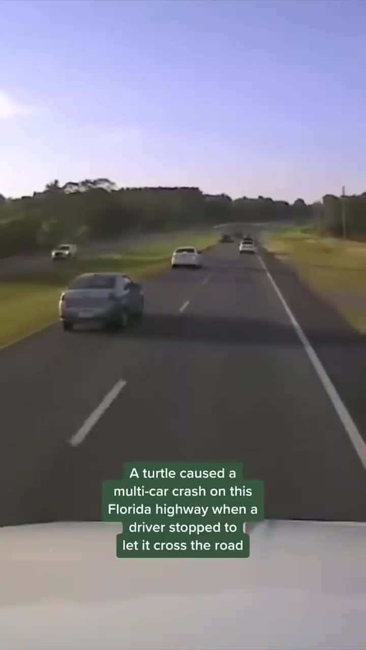 Cover for TURTLE CAUSES CRASH
