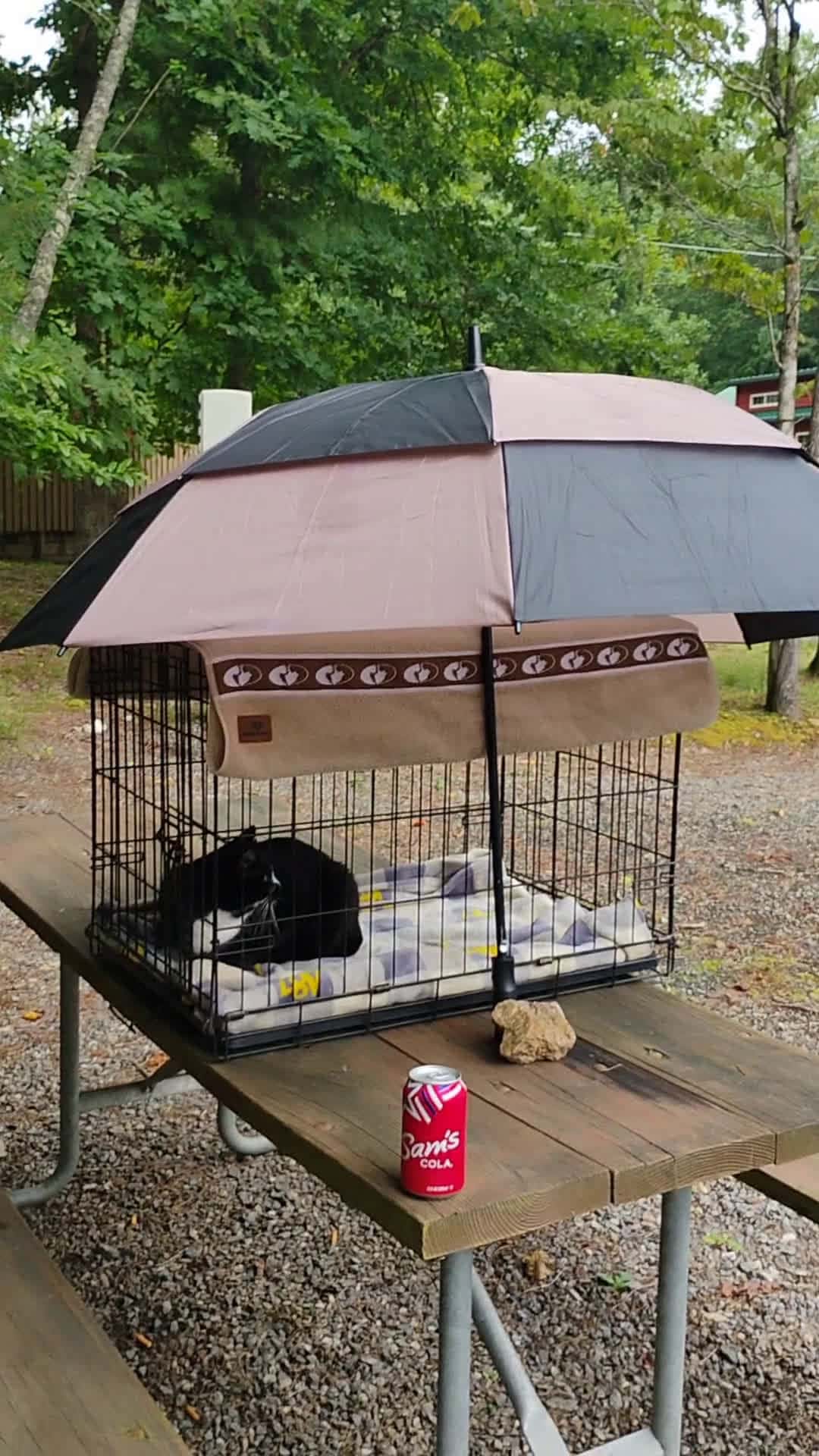 Cover for Daddys got you Boo Boo Girl  #furbaby  #daddysfurbaby  #mommasfurbaby  #seetygirl  #outside  #outdoors 