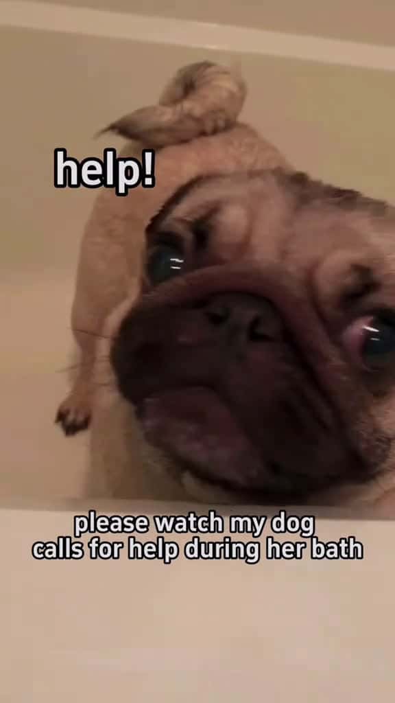 Cover for Dogs can speak English. funny funnyvideo fyp foryou dogsoftiktok dog 55662 #trendingscoopz