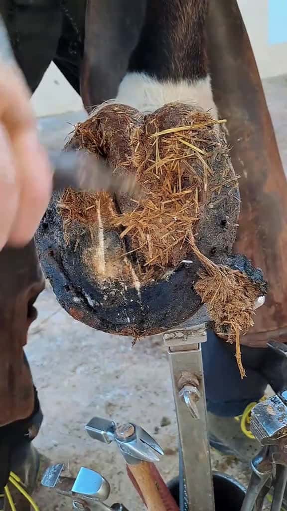 Cover for farriersoftiktok farriersontiktok tiktok viral farrier house satisfying 71726 #shortvideos