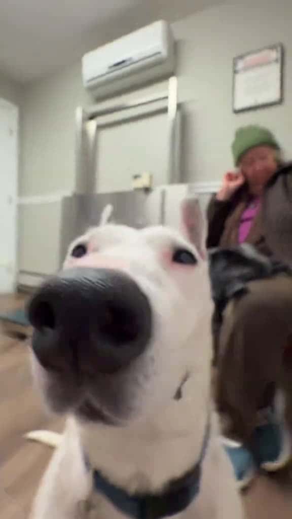 Cover for Biscuit went to the vet for her wellness exam! She’s a very healthy 1...