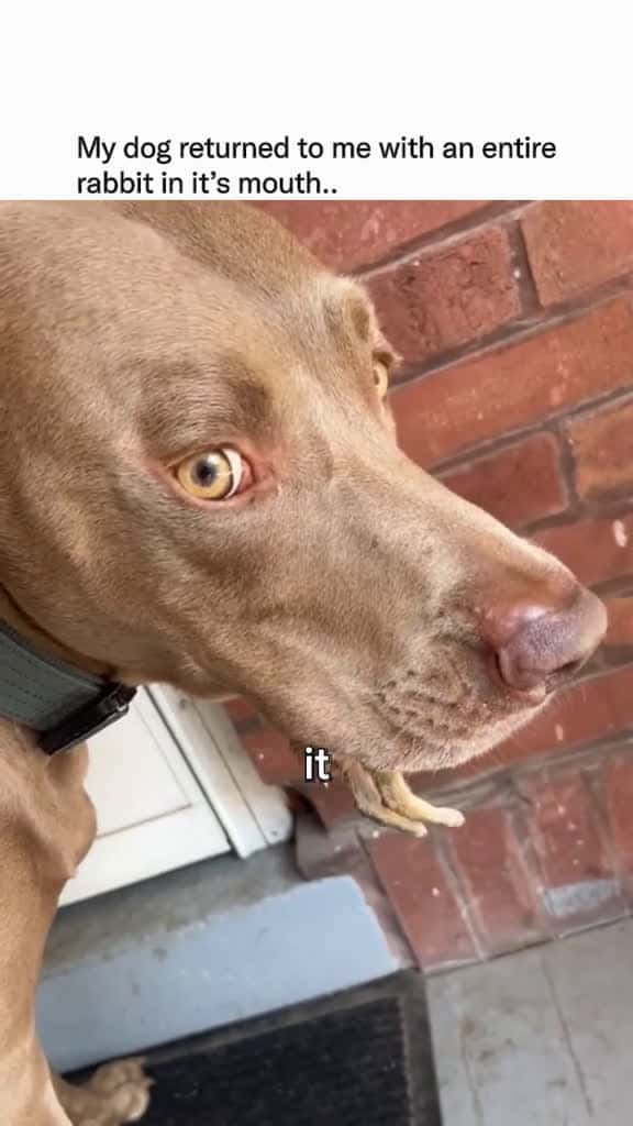 Cover for Guessing the dog learnt a lesson that day  Memezar joliva8705 via Collab 77174 #ilovescoopz