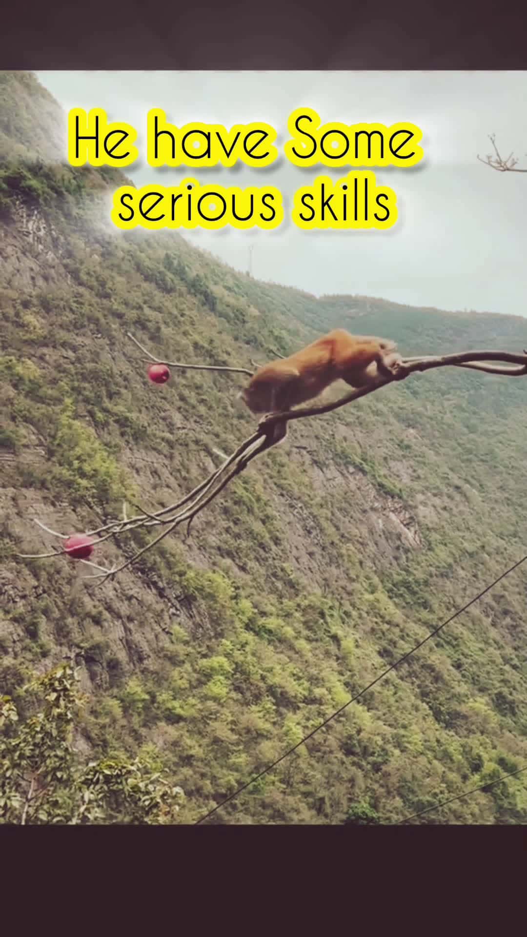 Cover for He have got some serious skills 😀 #monkey  #scoopzreels  #viralvideo  #skills 