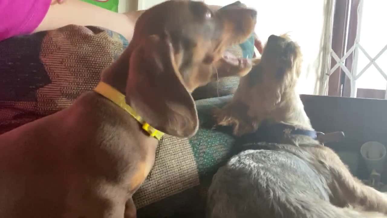 Cover for Dachshund gets jealous when Yorkie dog is being petted