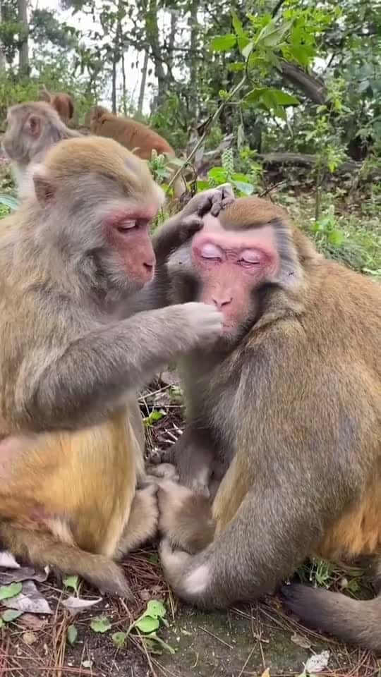 Cover for #monkey #capcut