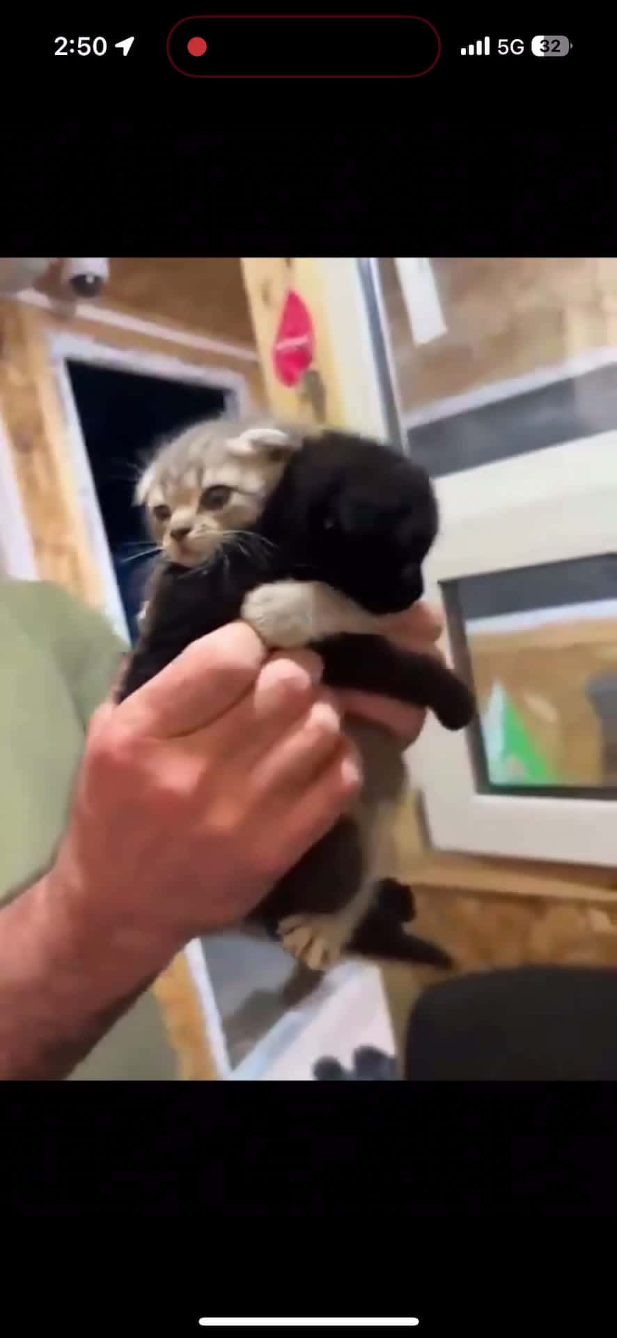 Cover for #Essential3Things 🥹awwww man comes to buy a kitten but the siblings are inseparable so he had to take both of them 😍🥰🥰 so sweet💯  #scoopz #fyp  #explore  #mademesmile  #kitten  #cute  #love  #trending  #viral  #reels  #tiktok #like  #share  #comment