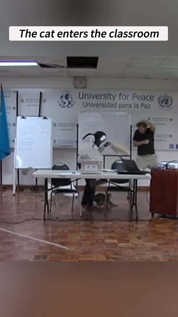 Cover for The kitten enters the classroom.usa tiktok fouryou fyp funnyvideos tiktok cat cat 92430 #shortvideosscoopz