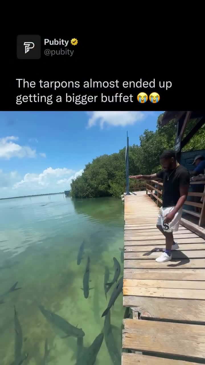 Cover for The tarpons almost ended up getting a bigger buffet 😂