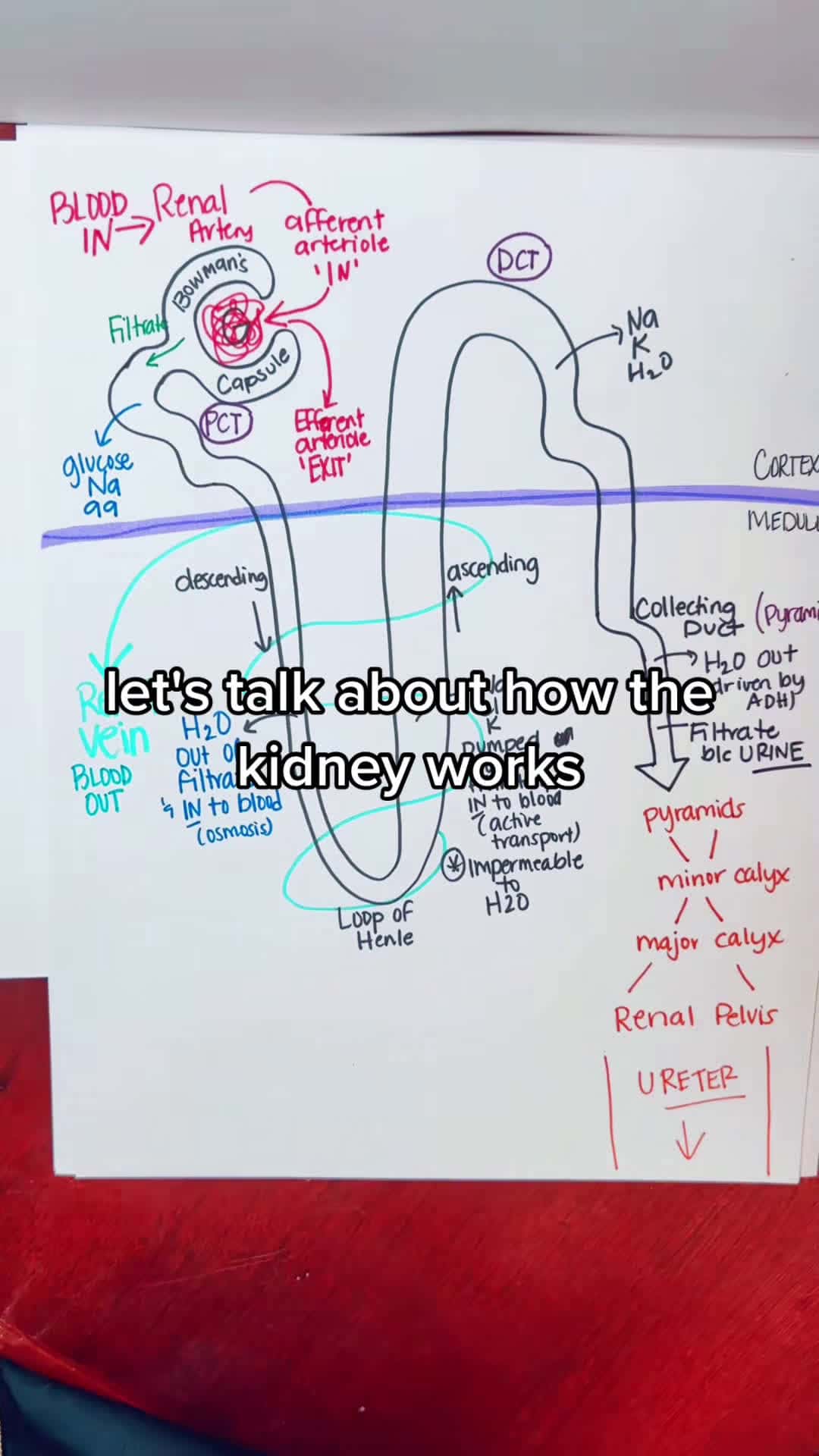 Cover for How the Nephron Works in the Kidney #anatomy #anatomyclass #anatomylesson #anatomyandphysiology #nursingstudent #nursingschool #medstudent #nursing