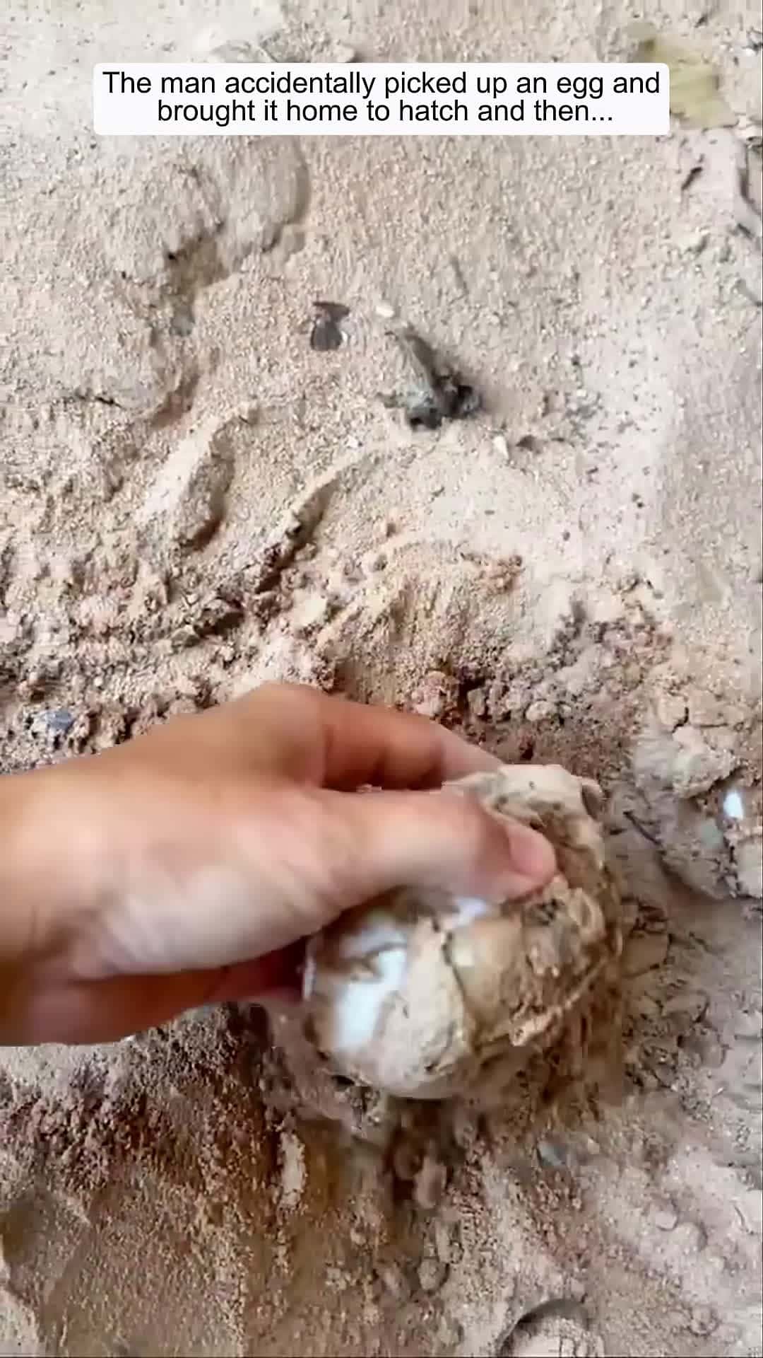 Cover for The man accidentally picked up an egg and brought it home to hatch and then animalshorts