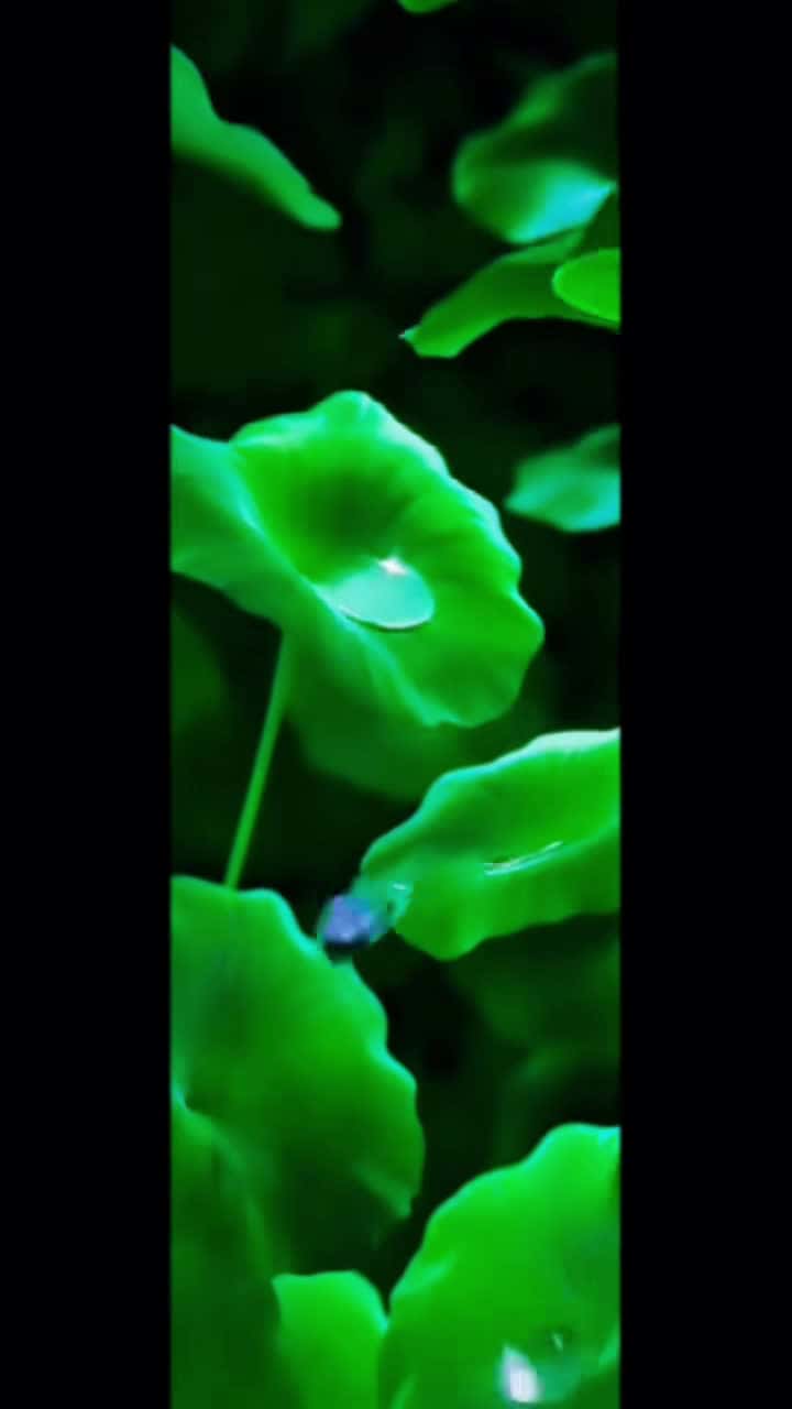 Cover for Look at the dew dancing on the lotus leaf.#lotus leaf#dewdrop#Scenery
