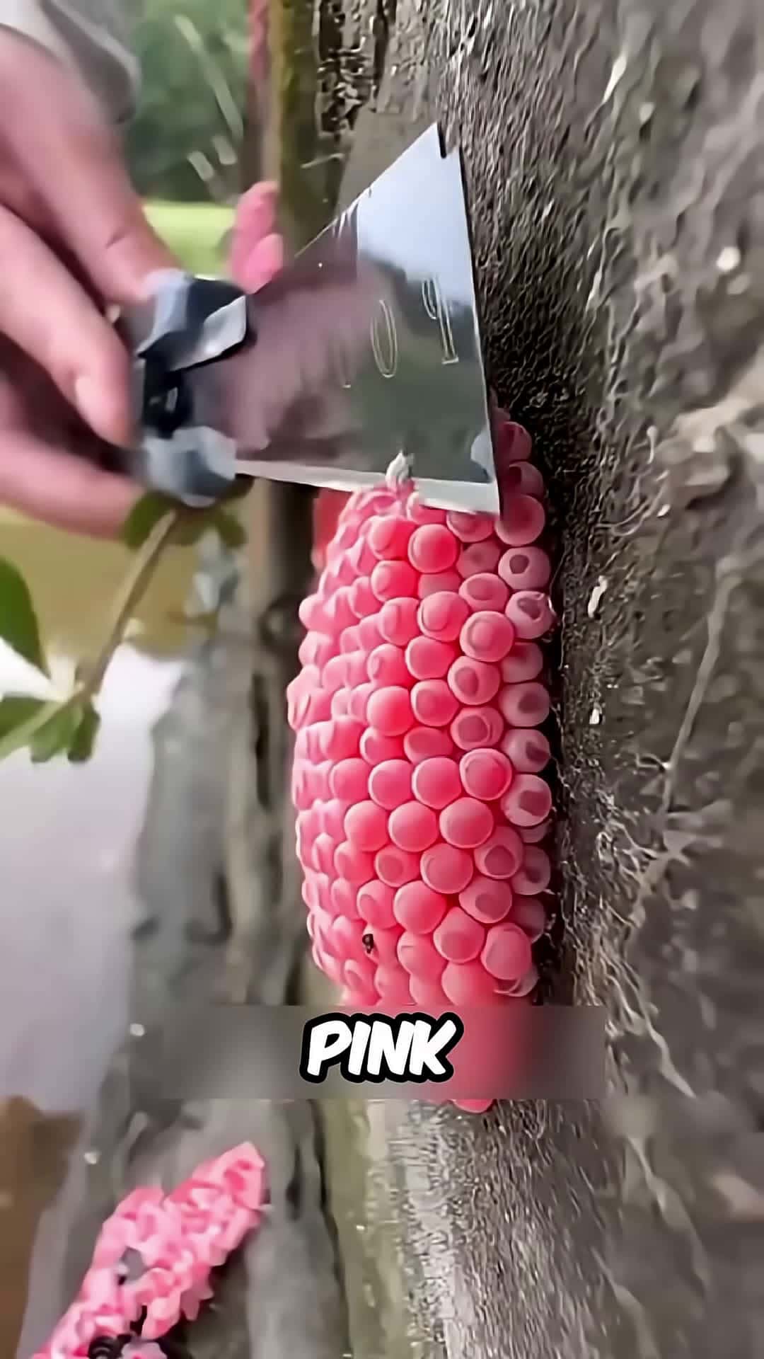 Cover for Never Touch These Eggs