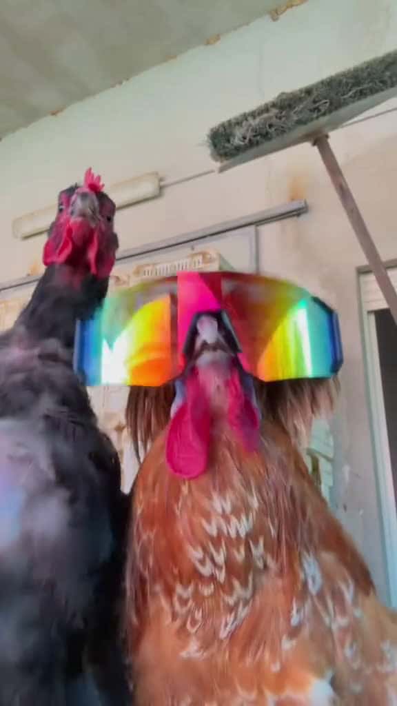 Cover for #funny #funnyvideos  #meme  #laugh  #scoopz  #shortvideos