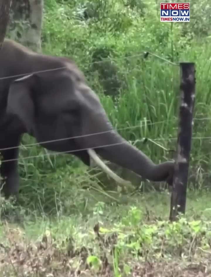 Cover for Watch how this clever elephant outsmarts an electric fence! 🐘⚡ #Elephant #SmartAnimals #Wildlife #AmazingAnimals
