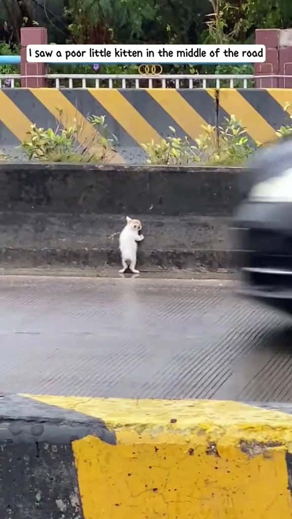 Cover for Guess what I saved a little kitten right on the street animalsoftiktok rescueanimals kitte 41262 #followMe