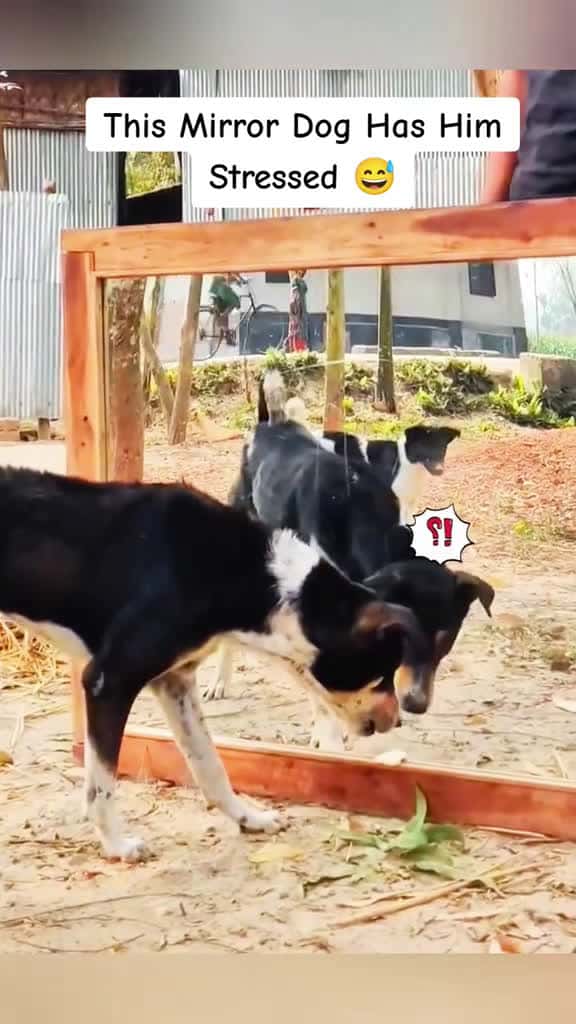 Cover for This Mirror Dog Has Him Stressed 42422 #trend