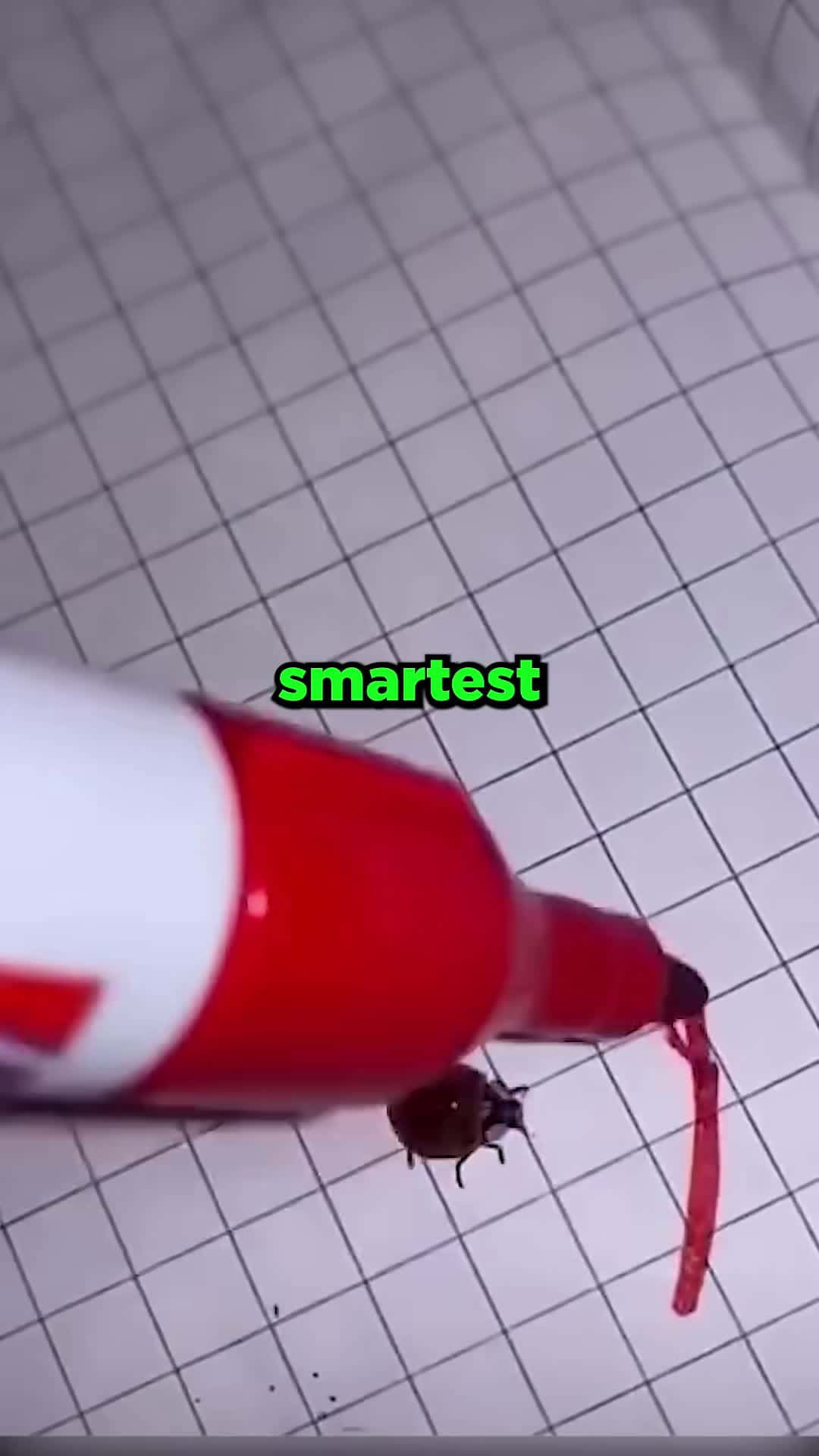 Cover for The smartest Insect Ever