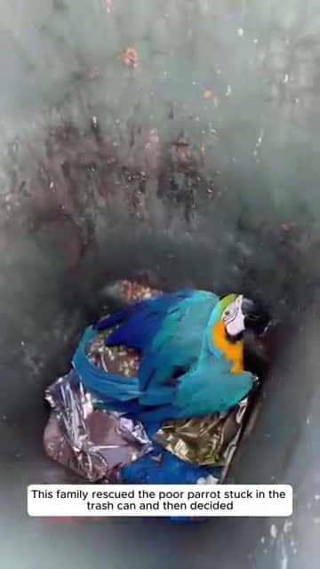 Cover for This family rescued the poor parrot stuck in the trash can and then decided