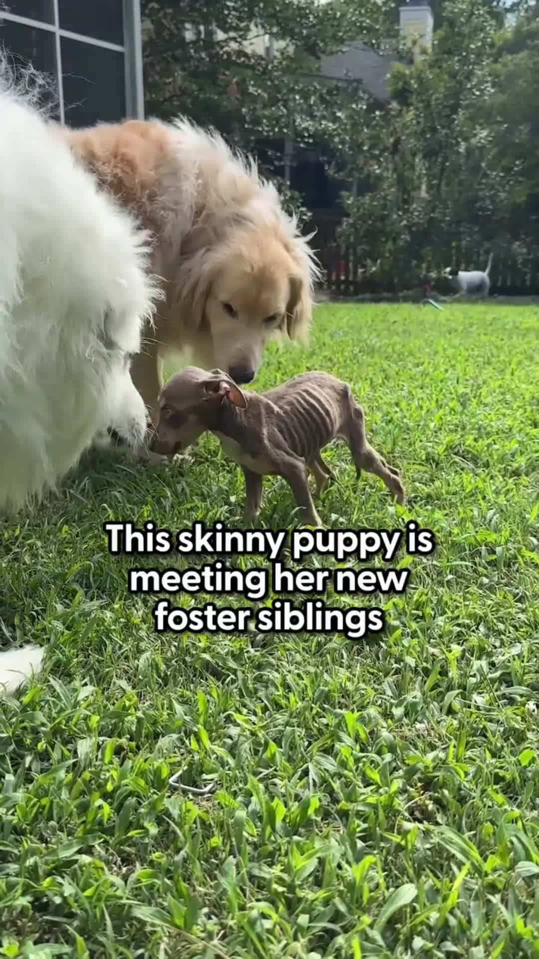 Cover for Skinny Foster Puppy Can't Stop Cuddling Up To Golden RetrieverSkinny puppy can't stop cuddling with her Golden Retriever foster sibling — wait to see her feel strong enough to throw her first temper tantrum 💗