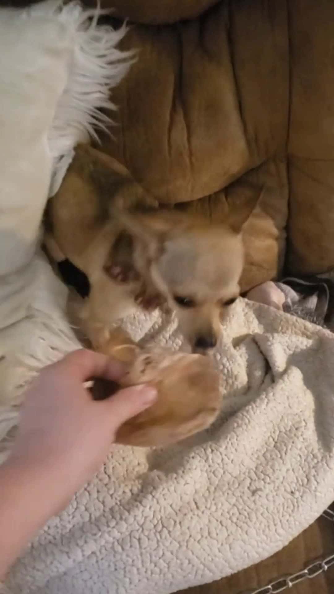 Cover for i dont have a favorite. ..... but #chihuahua  #fyp  