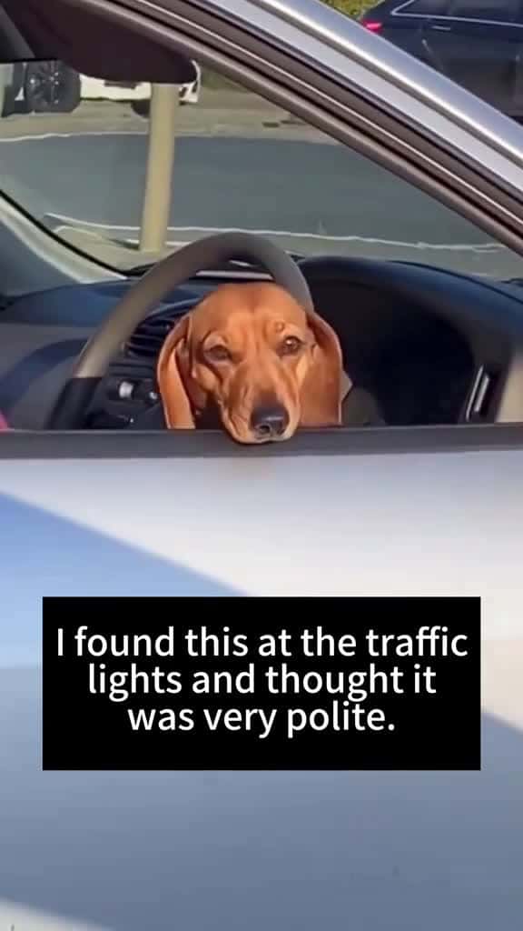 Cover for Dachshund heart funny funnyvideo fpy dog funnydog dogsoftiktok 42219 #shortvideosscoopz