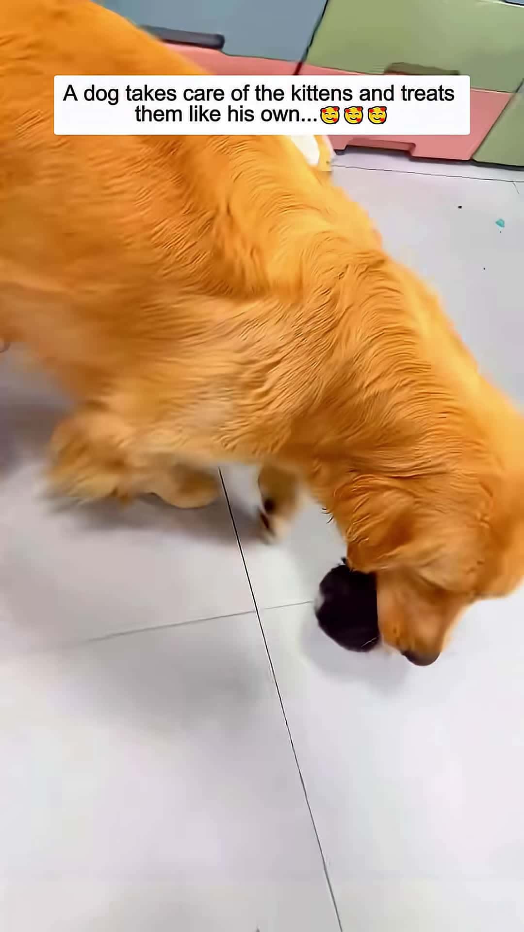 Cover for A dog takes care of the kittens and treats them like his own